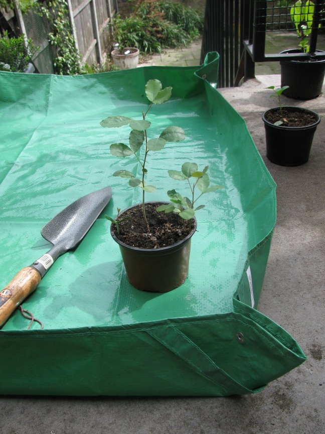 Carob plant on gardening sheet