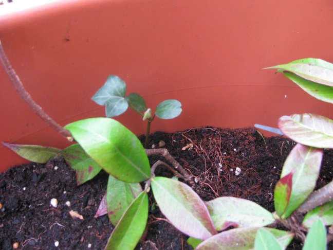 Ivy seedling