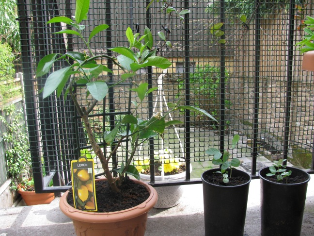 Lemon and carob plants