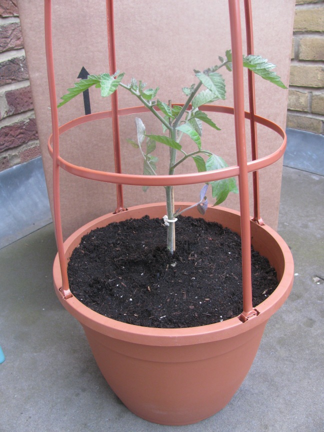 Tomato seedling in tomato grower 