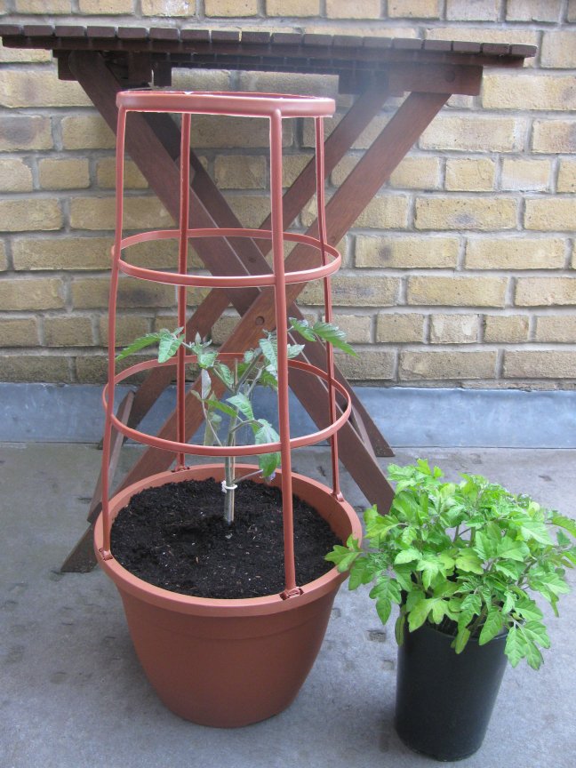 Tomato seedling in tomato cage planter