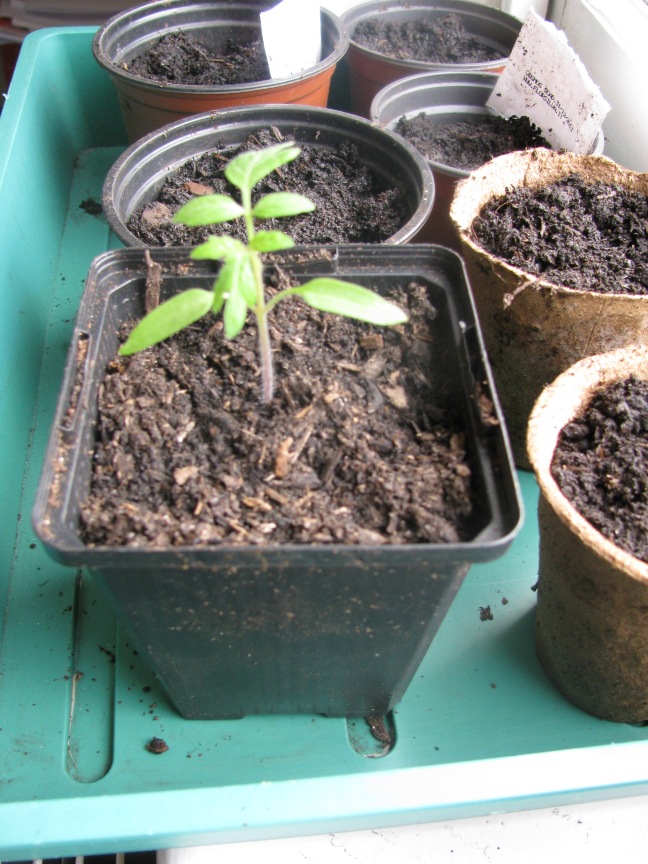 tomato seedling