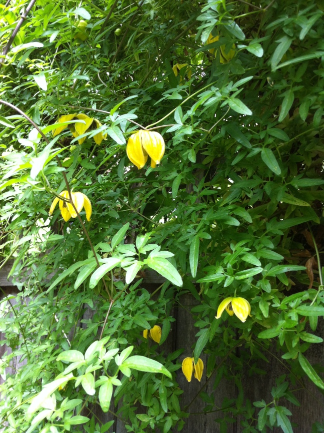 Yellow flowering climber