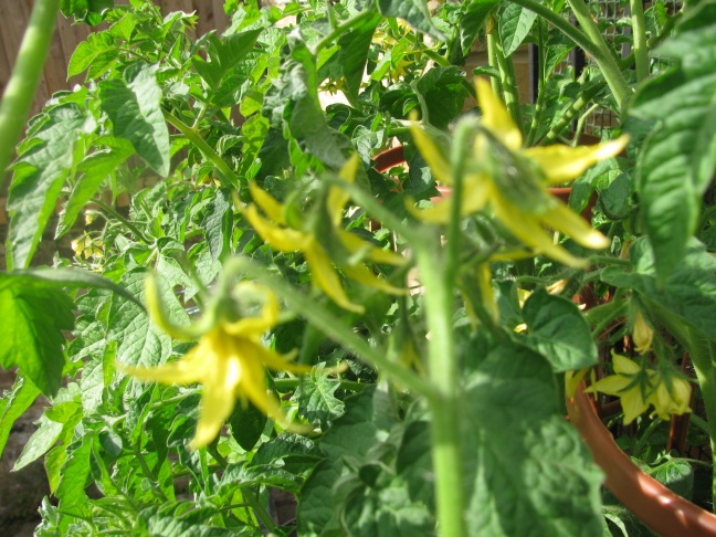 Tomato flowers